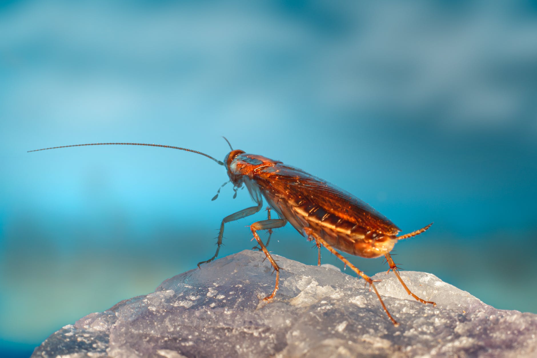 a cockroach on a rock