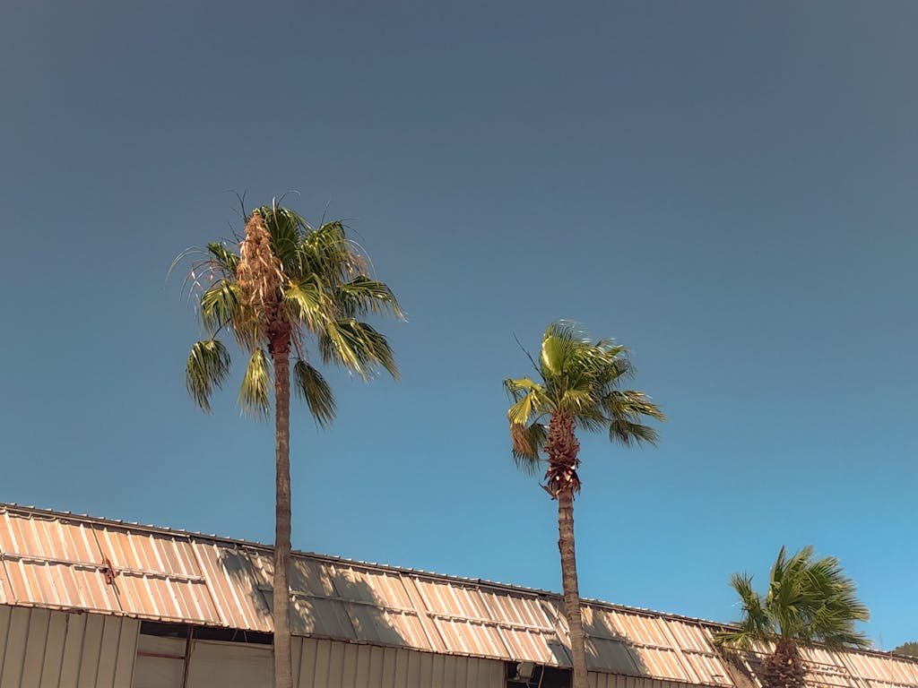 Low angle view of palm trees and building roof under a clear blue sky.