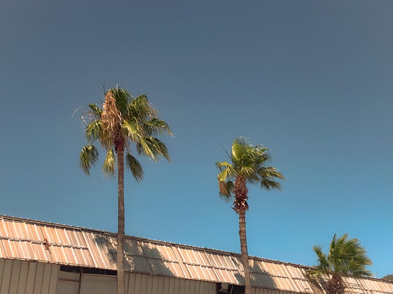 Low angle view of palm trees and building roof under a clear blue sky.