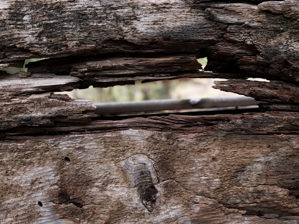 Close-up view of weathered wood showcasing natural texture and decay, perfect for rustic backgrounds and design projects.