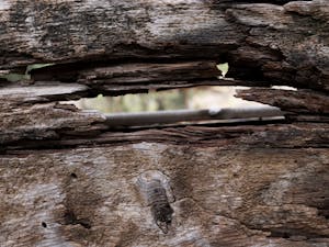 Close-up view of weathered wood showcasing natural texture and decay, perfect for rustic backgrounds and design projects.
