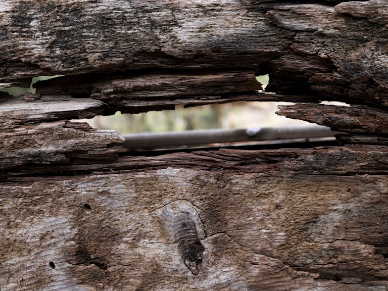Close-up view of weathered wood showcasing natural texture and decay, perfect for rustic backgrounds and design projects.