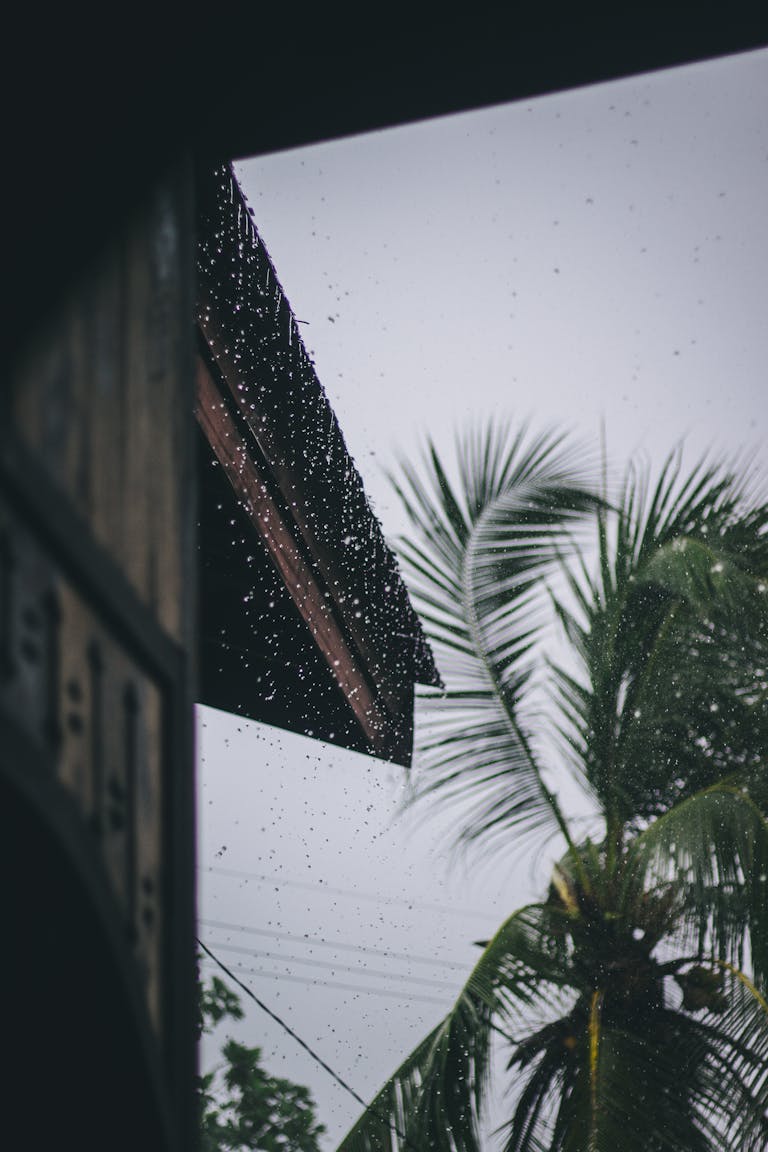 View of coconut palm tree and raindrops through a traditional building, evoking a tropical rainy atmosphere.